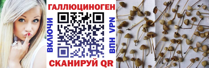 kraken рабочий сайт  хочу   Пустошка  Галлюциногенные грибы прущие грибы 